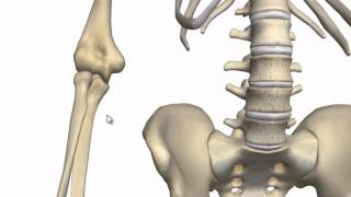 Elbow Joint  3D Anatomy Tutorial [upl. by Petersen]