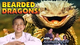 BEARDED DRAGONS Pet Reptiles with EvanTubeHD amp AnimalBytesTV [upl. by Iorgo]