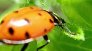 Ladybug Eating Aphids 2018 [upl. by Freddie]