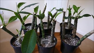 Frangipani Cuttings [upl. by Ainattirb]