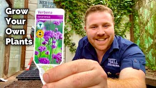 How To Grow Your Own Plants From SEED  Verbena Bonariensis [upl. by Naoma758]