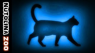 Miauwende katten  Kattengeluiden  Katzen miauen  Katten geluid [upl. by Yeta]