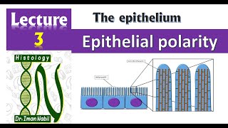 3Cell polarity 2021HistologyFirst year1Foundation2Epithelium 2021 [upl. by Cayser72]