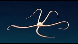 Facts The Brittle Star [upl. by Razec]