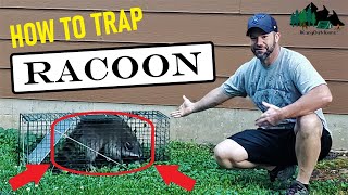 HOW TO TRAP amp RELEASE RACOON  LIVE TRAP METHOD [upl. by Caplan]