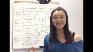 Carbohydrate Lipid and Protein Metabolism [upl. by Burty]