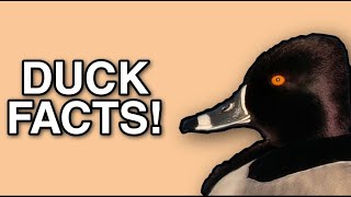 Ring Necked Duck Facts [upl. by Aeresed238]