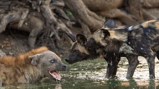 Hyena vs Anjing Liar Afrika  Pertarungan Abadi di Alam Liar [upl. by Ahcsropal]