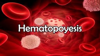 Hematopoyesis [upl. by Eive653]