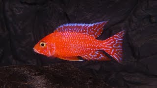 Aulonocara Fire Fish [upl. by Herries]