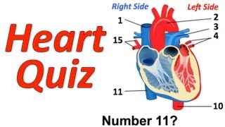 Circulatory System Musical Quiz Heart Quiz [upl. by Thorny]