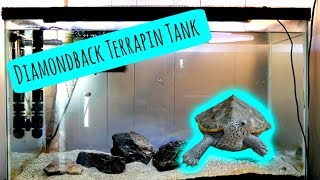 TURTLE TANK  Diamondback Terrapin Tank Tour [upl. by Selmner728]