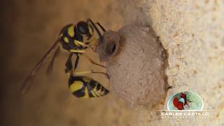 CURIOSIDAD avispa alfarera haciendo nido  CURIOSITY Potter wasp building the nest [upl. by Okihcas]