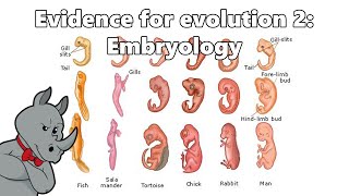 Evidence for Evolution  Embryology [upl. by Corbet]