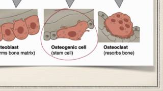 Bone Cells [upl. by Anahsahs882]