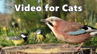 Videos for Cats to Watch  Forest Birds  Vögel  Oiseaux  Vogels  Fåglar  Aves [upl. by Tennek]