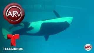 Nacimiento de la última ballena asesina en cautiverio  Al Rojo Vivo  Telemundo [upl. by Aurilia811]