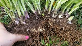 Transplanting Hostas [upl. by Ibor]