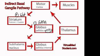 Basal Ganglia Indirect Pathway [upl. by Aniarrol]