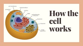 how does the human cell work [upl. by Hosea]