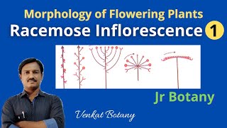 Racemose Inflorescence 1  Morphology of flowering Plants  Jr Botany [upl. by Shane500]