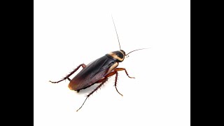 Cockroaches Facts signs and prevention tips [upl. by Bekaj]