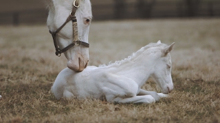 Rare White Foal a Patchen Wilkes Specialty [upl. by Lemar12]