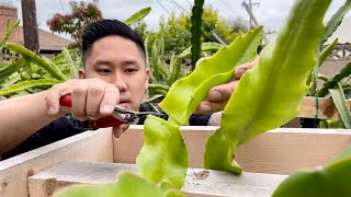 E4 How to Grow Dragon Fruit From Cutting to Fruit [upl. by Dole]