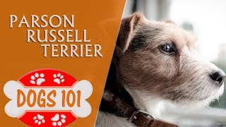 Dogs 101  PARSON RUSSELL TERRIERR  Top Dog Facts About the PARSON RUSSELL TERRIERR [upl. by Lerud]