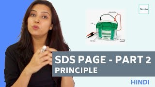 SDS PAGE  Part 2  Principle  Hindi [upl. by Odnomra264]