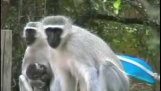 Vervet Monkeys Alarm Call [upl. by Elliott]