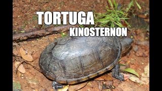 Tortuga Kinosternon [upl. by Haidej]