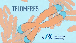 What are telomeres  Telomere animation [upl. by Livvy]