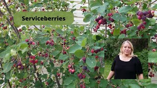 How to Grow and Care for Serviceberries [upl. by Wivina140]