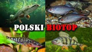 Polskie RYBY w Akwarium 🐟 Akwarystyka Zimnowodna [upl. by Ateloj37]