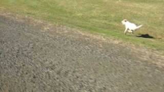 Parson Russell Terrier running at 40 km [upl. by Demmy]