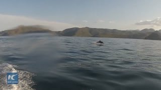 Rare images of vaquita spotted in upper Gulf of California in Mexico [upl. by Etteloc228]