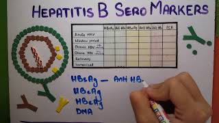 hepatitis B Serology explained [upl. by Sucitivel742]