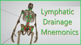 Lymphatic Drainage Mnemonics [upl. by Kristoffer]