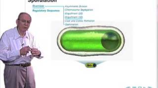 Sporulation in Bacillus subtilis [upl. by Hezekiah]