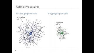 OSSM Neuro Chapter 9  Retinal Ganglion cells [upl. by Inaffit42]