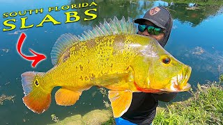 South Florida Slabs BEST Peacock Bass Fishing in Miami [upl. by Pernick899]