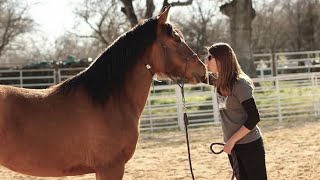 Interview with Kristen Breakfield Former Horse Trainer at Horse Plus Humane Society [upl. by Poore]