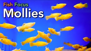 Fish Focus  Mollies [upl. by Ecurb]