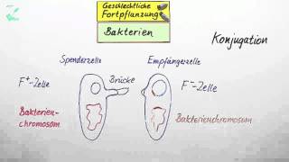 Geschlechtliche Fortpflanzung  Biologie  Genetik [upl. by Dib]