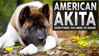 AKITA 101 Everything You Need To Know About The AMERICAN AKITA [upl. by Alodee]