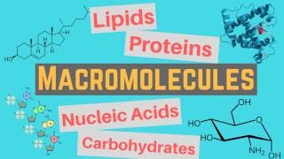 Macromolecules  Classes and Functions [upl. by Rosaline944]