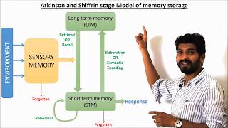 Atkinson and Shiffrins stage model of Memory [upl. by Joseph]