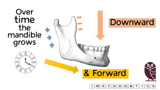 How does the mandible grow [upl. by Eilrebmik]