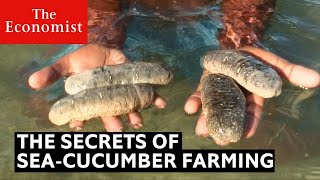 How sea cucumbers can help the ocean [upl. by Foy226]